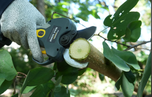 Pruning Fruit Trees: Finding the Right Balance