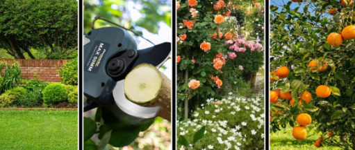 When’s the Right Time to Prune? Timing Is Everything!
